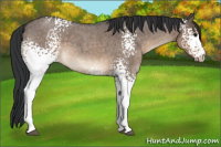 Horse Color:White Spotted Brown Roan Dun 