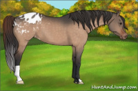 Horse Color:Brown Dun Appaloosa 