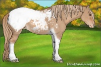 Horse Color:Red Dun Tobiano Snowcap 