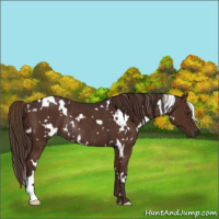 Horse Color:White Spotted Liver Chestnut Rabicano 