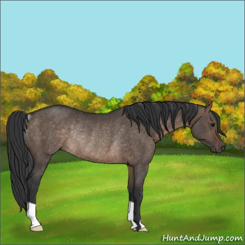 Horse Color:Brown Dun Rabicano 