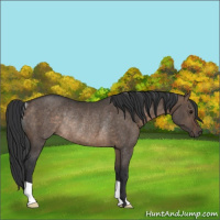 Horse Color:Brown Dun Rabicano 