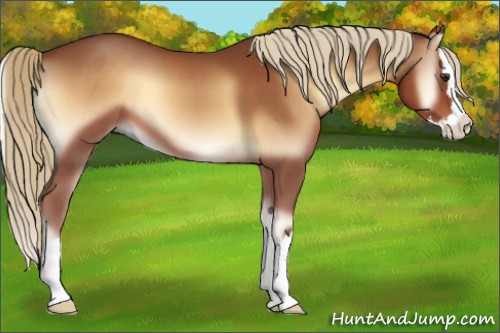 Horse Color:Red Onyx Sabino Splash