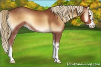 Horse Color:Red Onyx Sabino Splash 