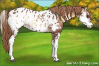 Horse Color:Red Onyx Sabino Near Leopard 