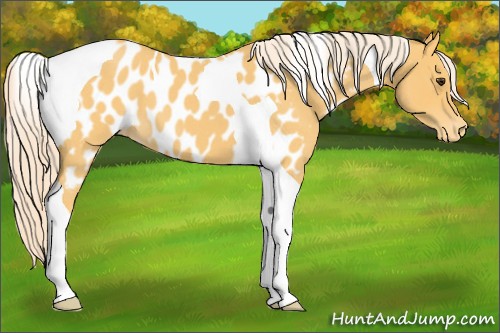 Horse Color:Palomino Roan Tobiano Appaloosa