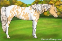 Horse Color:Palomino Roan Tobiano Appaloosa 