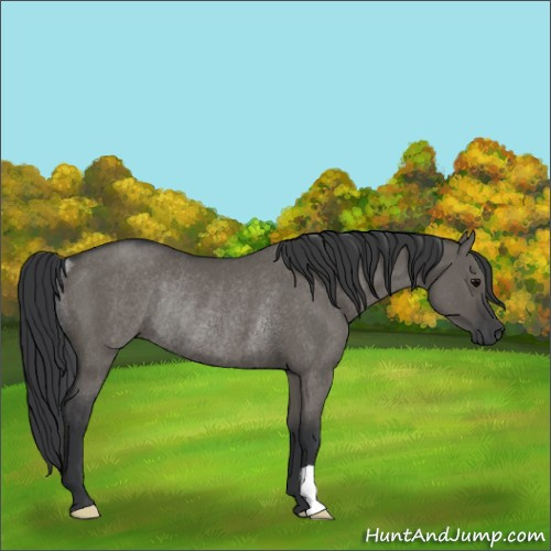 Horse Color:Grullo Rabicano 