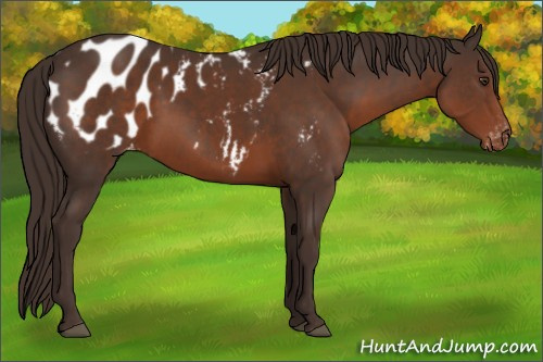 Horse Color:Liver Chestnut Appaloosa 