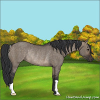 Horse Color:Brown Dun Rabicano 