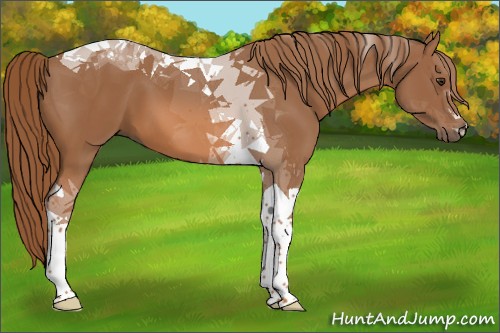 Horse Color:Chestnut Tobiano 