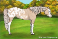 Horse Color:Silver Bay Dun Splash Appaloosa 