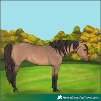 Horse Color:Bay Dun Rabicano 