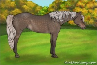 Horse Color:Silver Brown Dun 
