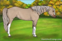 Horse Color:Silver Brown Dun