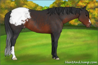 Horse Color:Brown Appaloosa