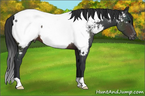 Horse Color:Brown Appaloosa 