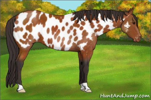 Horse Color:Buckskin Appaloosa 