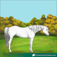 Horse Color:Brown Dun Sabino Rabicano 