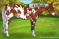 Horse Color:White Spotted Silver Bay