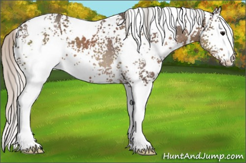 Horse Color:White Spotted Silver Black 