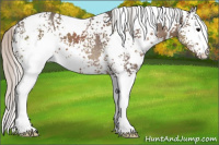 Horse Color:White Spotted Silver Black