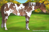 Horse Color:White Spotted Liver Chestnut Rabicano 