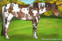 Horse Color:White Spotted Liver Chestnut