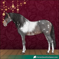 Horse Color:White Spotted Brown Ice Sabino