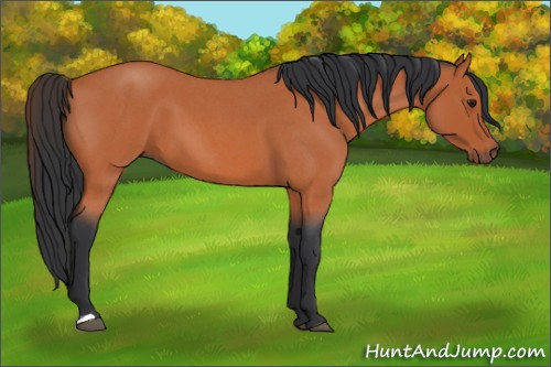 Horse Color:Bay Roan 