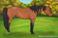 Horse Color:Bay Roan