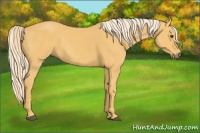 Horse Color:Palomino 