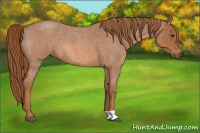 Horse Color:Red Roan 