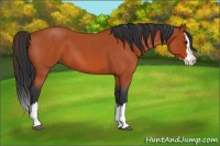 Horse Color:Bay Roan Splash 