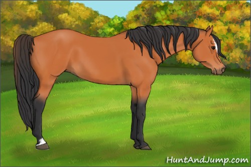 Horse Color:Bay Sabino 