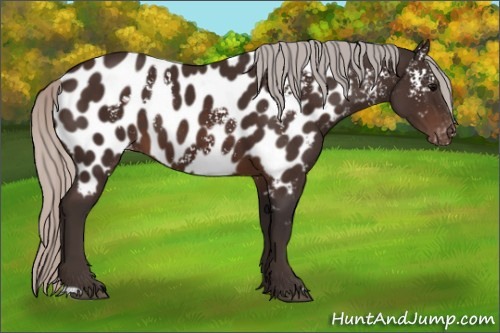 Horse Color:White Spotted Silver Brown Appaloosa 