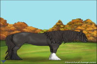 Horse Color:Smoky Black 