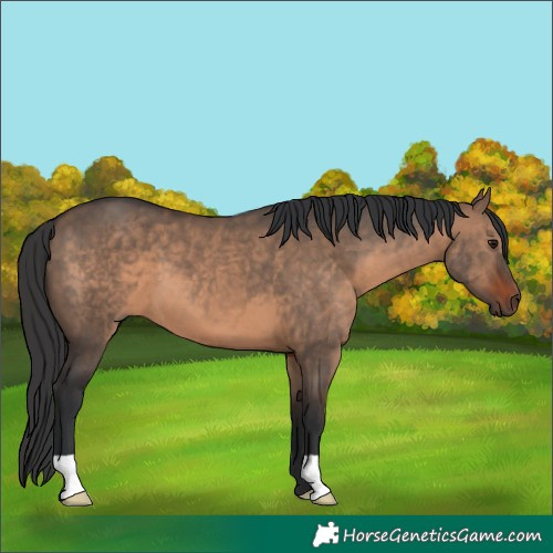 Horse Color:Brown Dun 