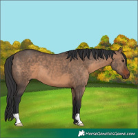 Horse Color:Brown Dun 
