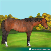 Horse Color:Bay Rabicano