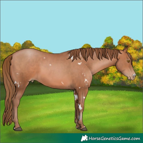 Horse Color:White Spotted Brown Pearl 