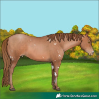 Horse Color:White Spotted Brown Pearl 