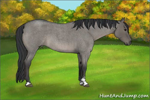 Horse Color:Grullo Roan Sabino 