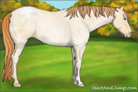 Horse Color:Amber Champagne Ice Pearl Appaloosa 