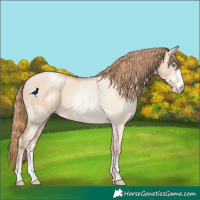 Horse Color:Gold Champagne Pearl Dun Rabicano and Gold Champagne Pearl Dun Rabicano