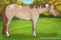 Horse Color:Red Dun Tobiano Varnish 