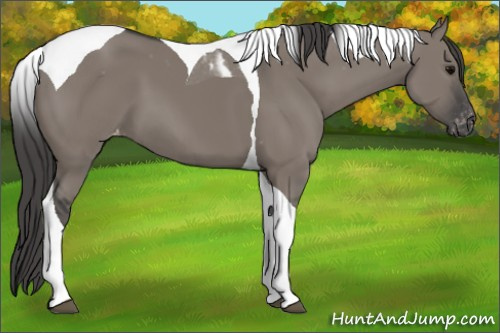 Horse Color:Grullo Tobiano Appaloosa 