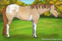 Horse Color:Red Dun Tobiano Appaloosa 