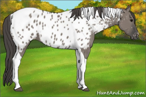 Horse Color:Grullo Tobiano Appaloosa