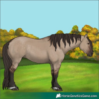 Horse Color:Liver Red Dun Rabicano 